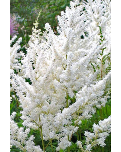 Астильба Арендса Діамант | Астильба Арендса Диамант | Astilbe Arendsii Diamant