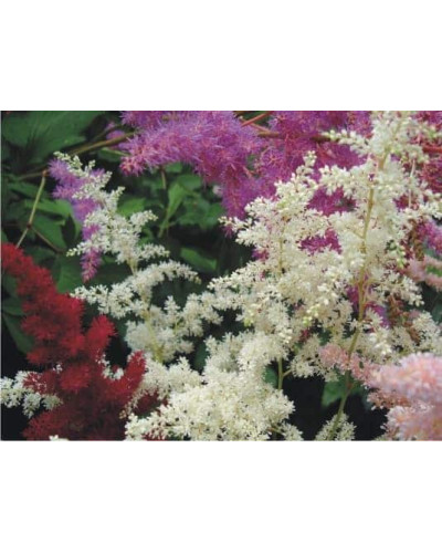 Астильба Арендса Діамант | Астильба Арендса Диамант | Astilbe Arendsii Diamant