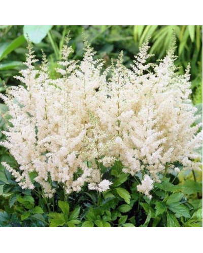 Астильба Арендса Діамант | Астильба Арендса Диамант | Astilbe Arendsii Diamant