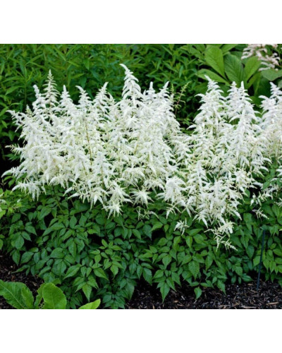Астильба Арендса Діамант | Астильба Арендса Диамант | Astilbe Arendsii Diamant