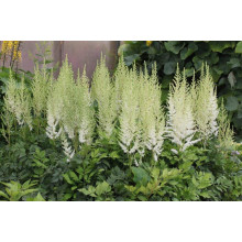 Астильба Арендса Діамант | Астильба Арендса Диамант | Astilbe Arendsii Diamant