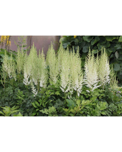 Астильба Арендса Діамант | Астильба Арендса Диамант | Astilbe Arendsii Diamant