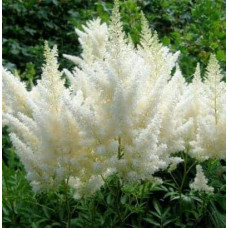Астильба Арендса Діамант | Астильба Арендса Диамант | Astilbe Arendsii Diamant