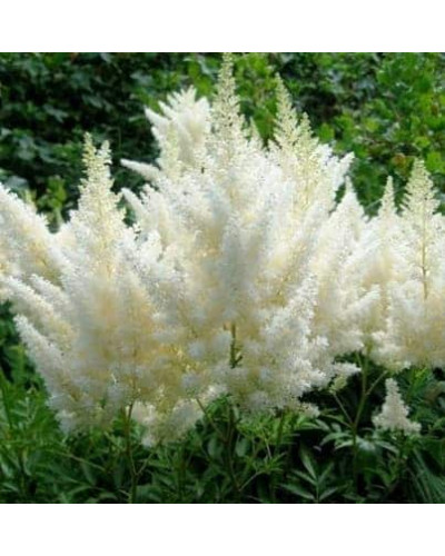 Астильба Арендса Діамант | Астильба Арендса Диамант | Astilbe Arendsii Diamant