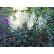 Астильба Арендса Діамант | Астильба Арендса Диамант | Astilbe Arendsii Diamant