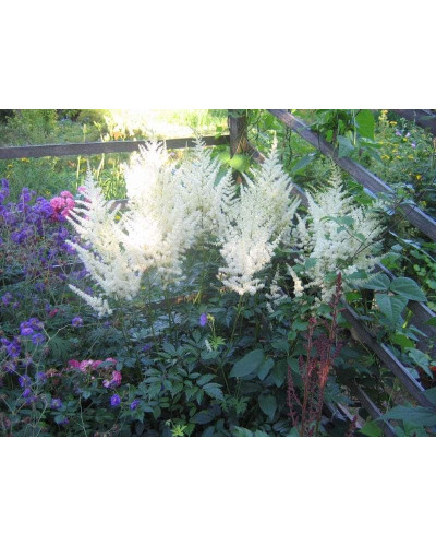Астильба Арендса Діамант | Астильба Арендса Диамант | Astilbe Arendsii Diamant