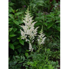 Астильба Арендса Діамант | Астильба Арендса Диамант | Astilbe Arendsii Diamant