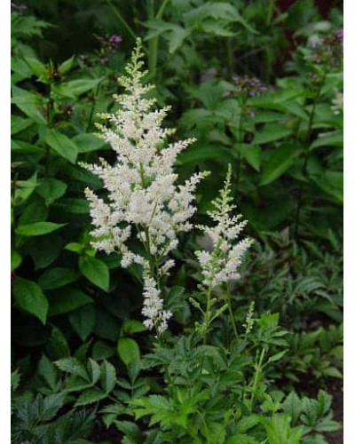 Астильба Арендса Діамант | Астильба Арендса Диамант | Astilbe Arendsii Diamant