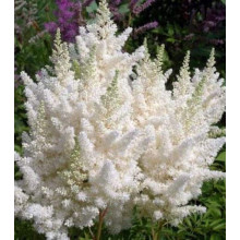 Астильба Арендса Діамант | Астильба Арендса Диамант | Astilbe Arendsii Diamant