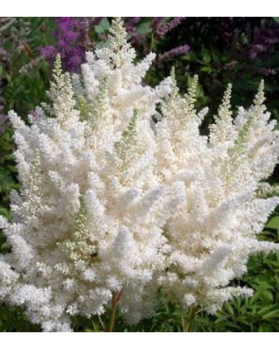 Астильба Арендса Діамант | Астильба Арендса Диамант | Astilbe Arendsii Diamant