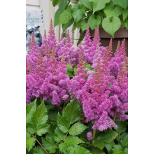 Астильба китайська Пуміла | Астильба китайская Пумила | Astilbe chinensis Pumila