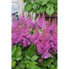Астильба китайська Пуміла | Астильба китайская Пумила | Astilbe chinensis Pumila