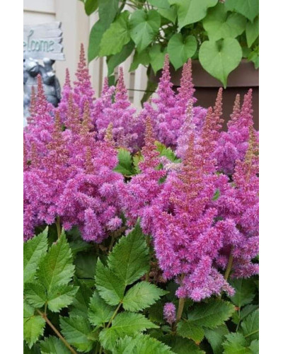 Астильба китайська Пуміла | Астильба китайская Пумила | Astilbe chinensis Pumila