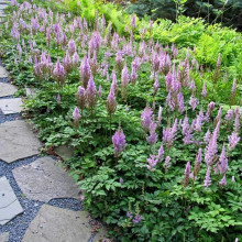 Астильба китайська Пуміла | Астильба китайская Пумила | Astilbe chinensis Pumila
