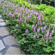 Астильба китайська Пуміла | Астильба китайская Пумила | Astilbe chinensis Pumila