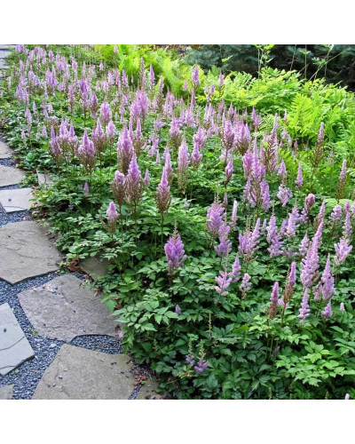 Астильба китайська Пуміла | Астильба китайская Пумила | Astilbe chinensis Pumila