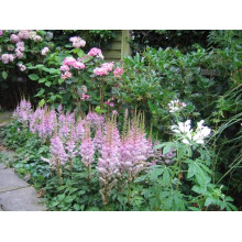 Астильба китайська Пуміла | Астильба китайская Пумила | Astilbe chinensis Pumila