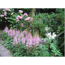 Астильба китайська Пуміла | Астильба китайская Пумила | Astilbe chinensis Pumila