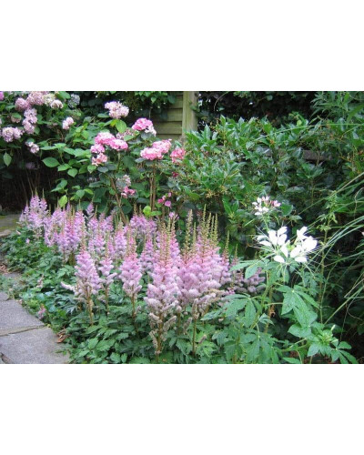 Астильба китайська Пуміла | Астильба китайская Пумила | Astilbe chinensis Pumila