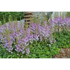 Астильба китайська Пуміла | Астильба китайская Пумила | Astilbe chinensis Pumila
