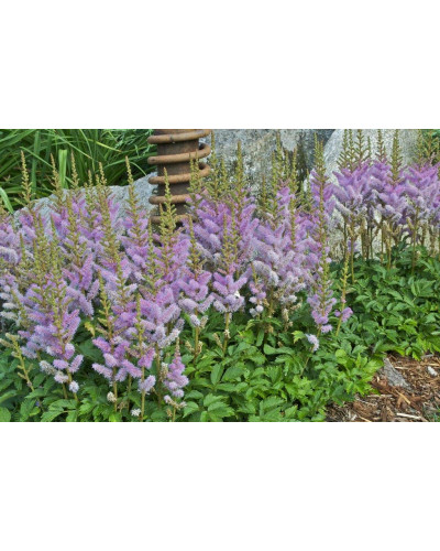 Астильба китайська Пуміла | Астильба китайская Пумила | Astilbe chinensis Pumila