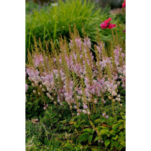 Астильба китайська Пуміла | Астильба китайская Пумила | Astilbe chinensis Pumila