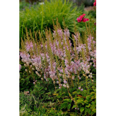 Астильба китайська Пуміла | Астильба китайская Пумила | Astilbe chinensis Pumila