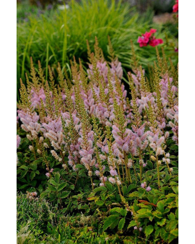 Астильба китайська Пуміла | Астильба китайская Пумила | Astilbe chinensis Pumila