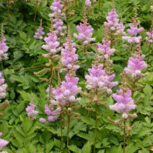 Астильба китайська Пуміла | Астильба китайская Пумила | Astilbe chinensis Pumila