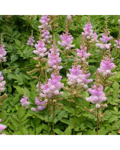 Астильба китайська Пуміла | Астильба китайская Пумила | Astilbe chinensis Pumila
