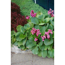 Бадан серцелистий Вінтерглют | Бадан сердцелистный Винтерглют | Bergenia cordifolia Winterglut