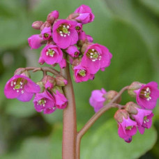 Бадан серцелистий Вінтерглют | Бадан сердцелистный Винтерглют | Bergenia cordifolia Winterglut