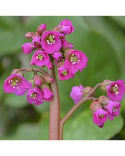 Бадан серцелистий Вінтерглют | Бадан сердцелистный Винтерглют | Bergenia cordifolia Winterglut