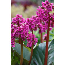 Бадан серцелистий Ротблюм | Бадан сердцелистный Ротблюм | Bergenia cordifolia Rotblum