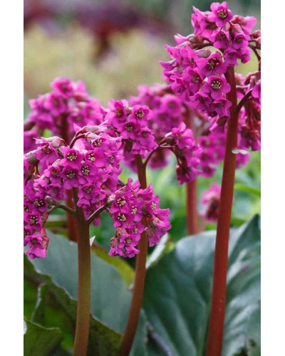 Бадан серцелистий Ротблюм | Бадан сердцелистный Ротблюм | Bergenia cordifolia Rotblum