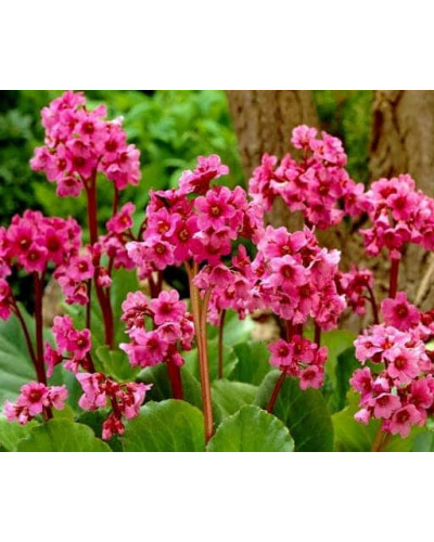 Бадан серцелистий Ротблюм | Бадан сердцелистный Ротблюм | Bergenia cordifolia Rotblum