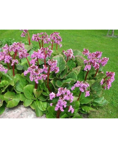 Бадан серцелистий Ротблюм | Бадан сердцелистный Ротблюм | Bergenia cordifolia Rotblum
