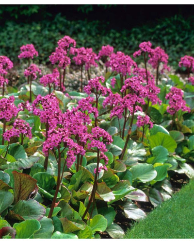 Бадан серцелистий Ротблюм | Бадан сердцелистный Ротблюм | Bergenia cordifolia Rotblum