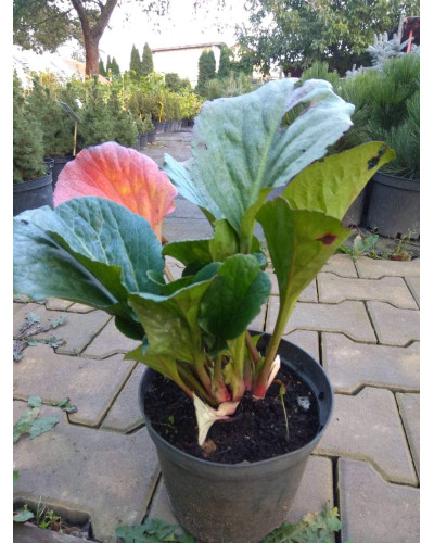 Бадан серцелистий Ротблюм | Бадан сердцелистный Ротблюм | Bergenia cordifolia Rotblum