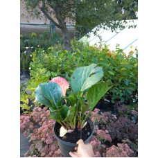 Бадан серцелистий Ротблюм | Бадан сердцелистный Ротблюм | Bergenia cordifolia Rotblum