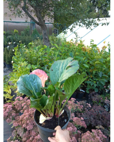 Бадан серцелистий Ротблюм | Бадан сердцелистный Ротблюм | Bergenia cordifolia Rotblum