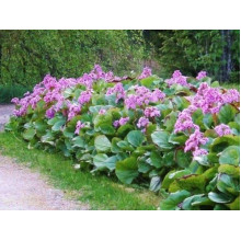 Бадан серцелистий Ротблюм | Бадан сердцелистный Ротблюм | Bergenia cordifolia Rotblum