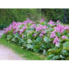 Бадан серцелистий Ротблюм | Бадан сердцелистный Ротблюм | Bergenia cordifolia Rotblum
