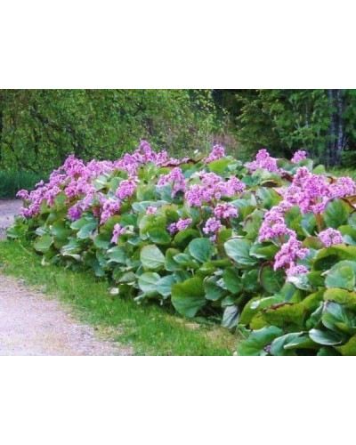 Бадан серцелистий Ротблюм | Бадан сердцелистный Ротблюм | Bergenia cordifolia Rotblum