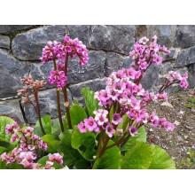 Бадан серцелистий Ротблюм | Бадан сердцелистный Ротблюм | Bergenia cordifolia Rotblum