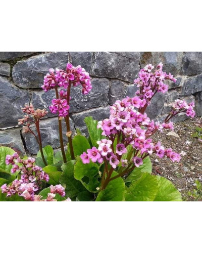 Бадан серцелистий Ротблюм | Бадан сердцелистный Ротблюм | Bergenia cordifolia Rotblum