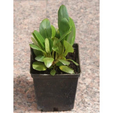 Бадан серцелистий Ротблюм | Бадан сердцелистный Ротблюм | Bergenia cordifolia Rotblum
