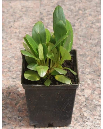 Бадан серцелистий Ротблюм | Бадан сердцелистный Ротблюм | Bergenia cordifolia Rotblum