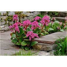 Бадан серцелистий Ротблюм | Бадан сердцелистный Ротблюм | Bergenia cordifolia Rotblum