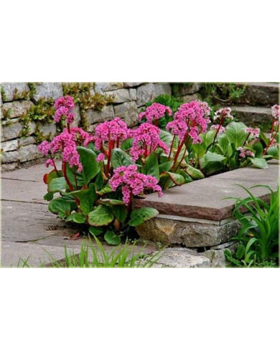 Бадан серцелистий Ротблюм | Бадан сердцелистный Ротблюм | Bergenia cordifolia Rotblum